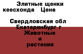 Элитные щенки кеесхонда › Цена ­ 30 000 - Свердловская обл., Екатеринбург г. Животные и растения » Собаки   